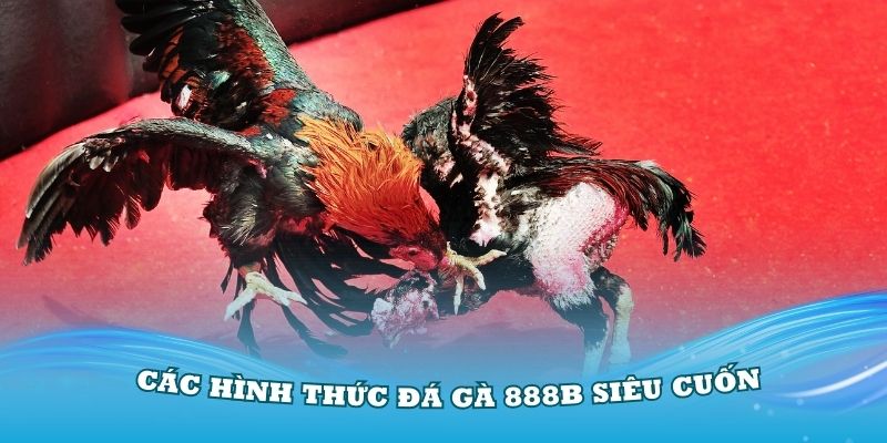 Hiểu cặn kẽ các loại đá gà tại 888B siêu cuốn