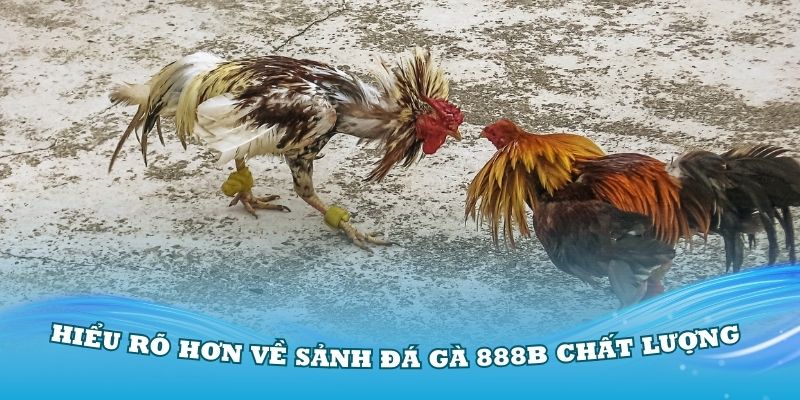 Khái quát hơn về sảnh đá gà 888B chất lượng