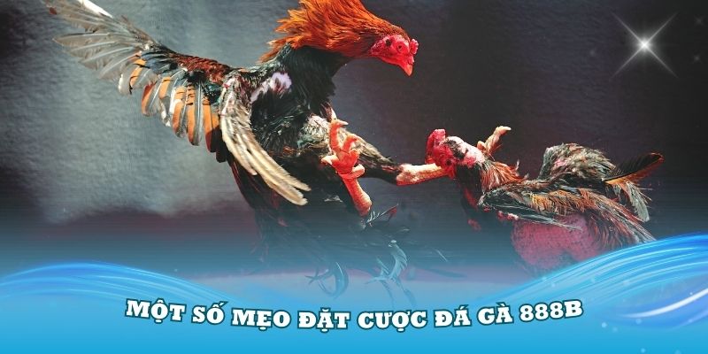 Một số mẹo đặt cược đá gà 888B mà bạn cần nhớ